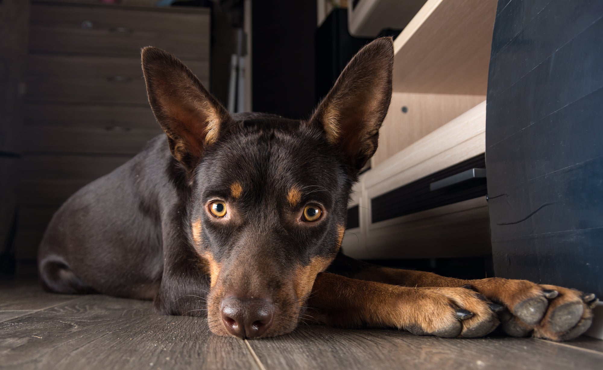 brown and tan australain kelpie laying down with ears up and hazel eyes opened looking directly at the camera.