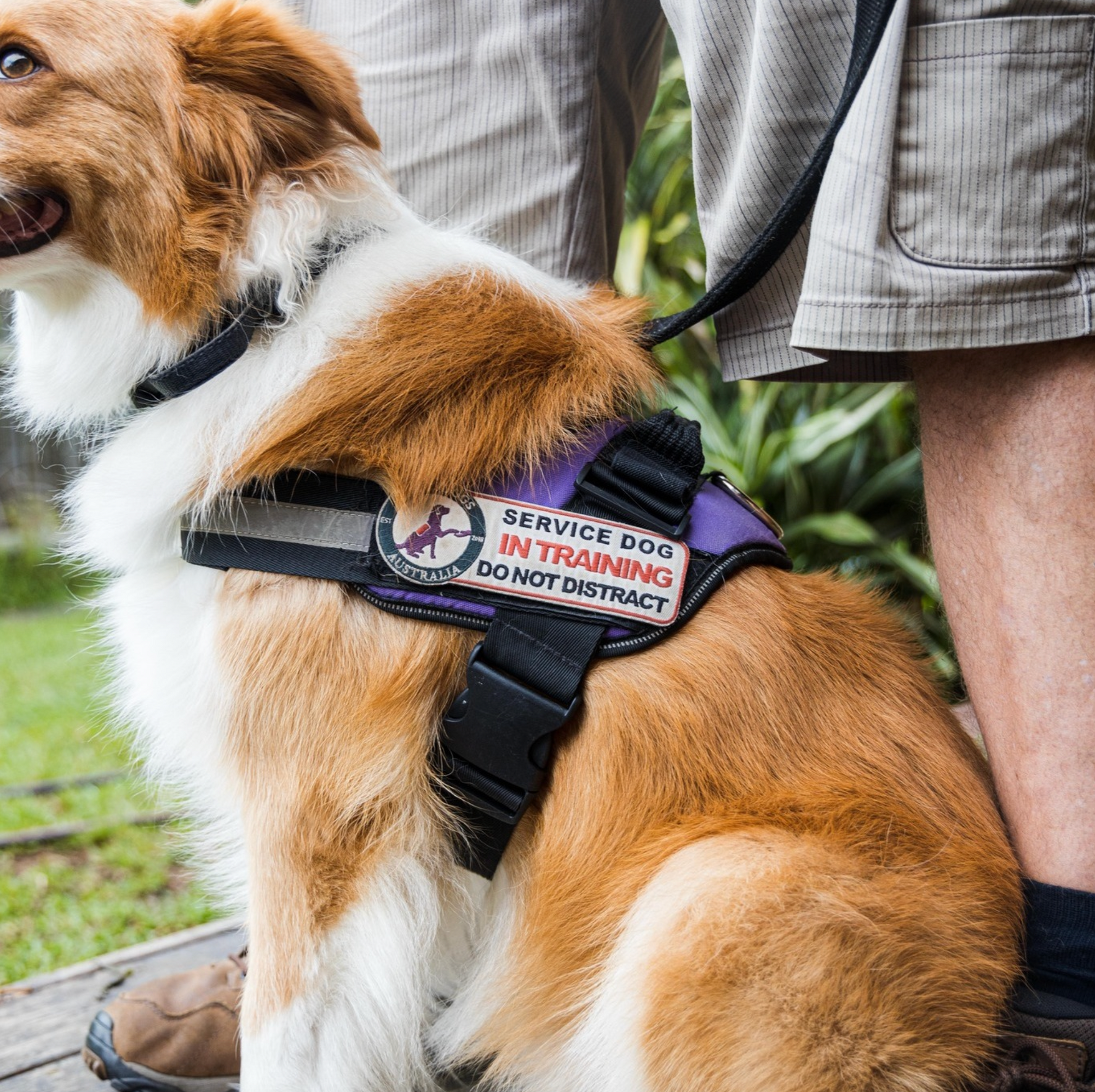 ptsd dog in training