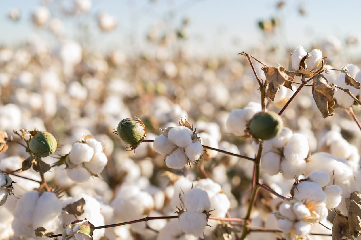 cloase up of a natural cotton plant on a cotton farm