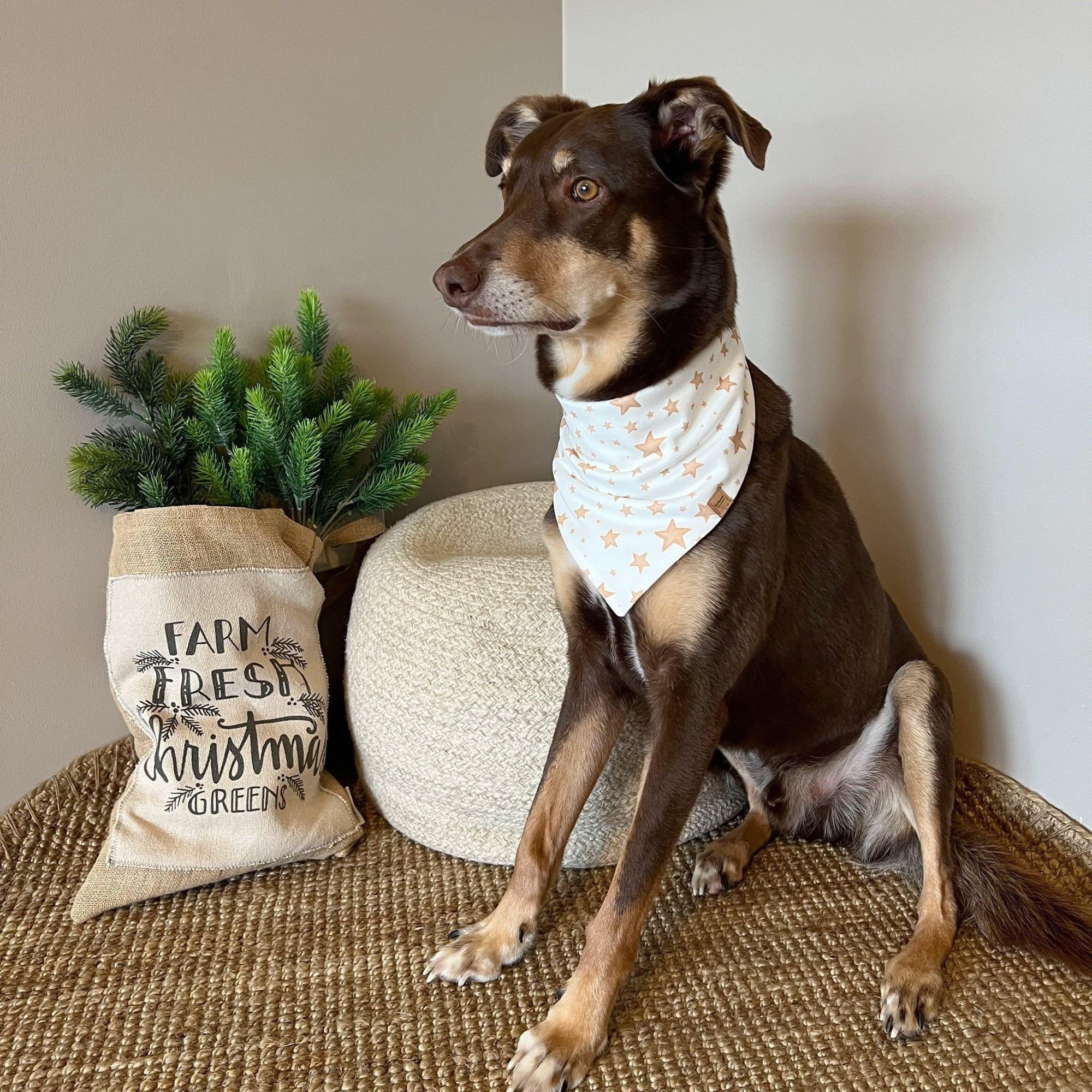 Christmas Bandana - Organic Cotton - Bohemi