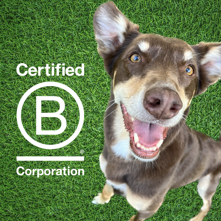 Bohemi Handcrafted B Corp certified dog collars and leads