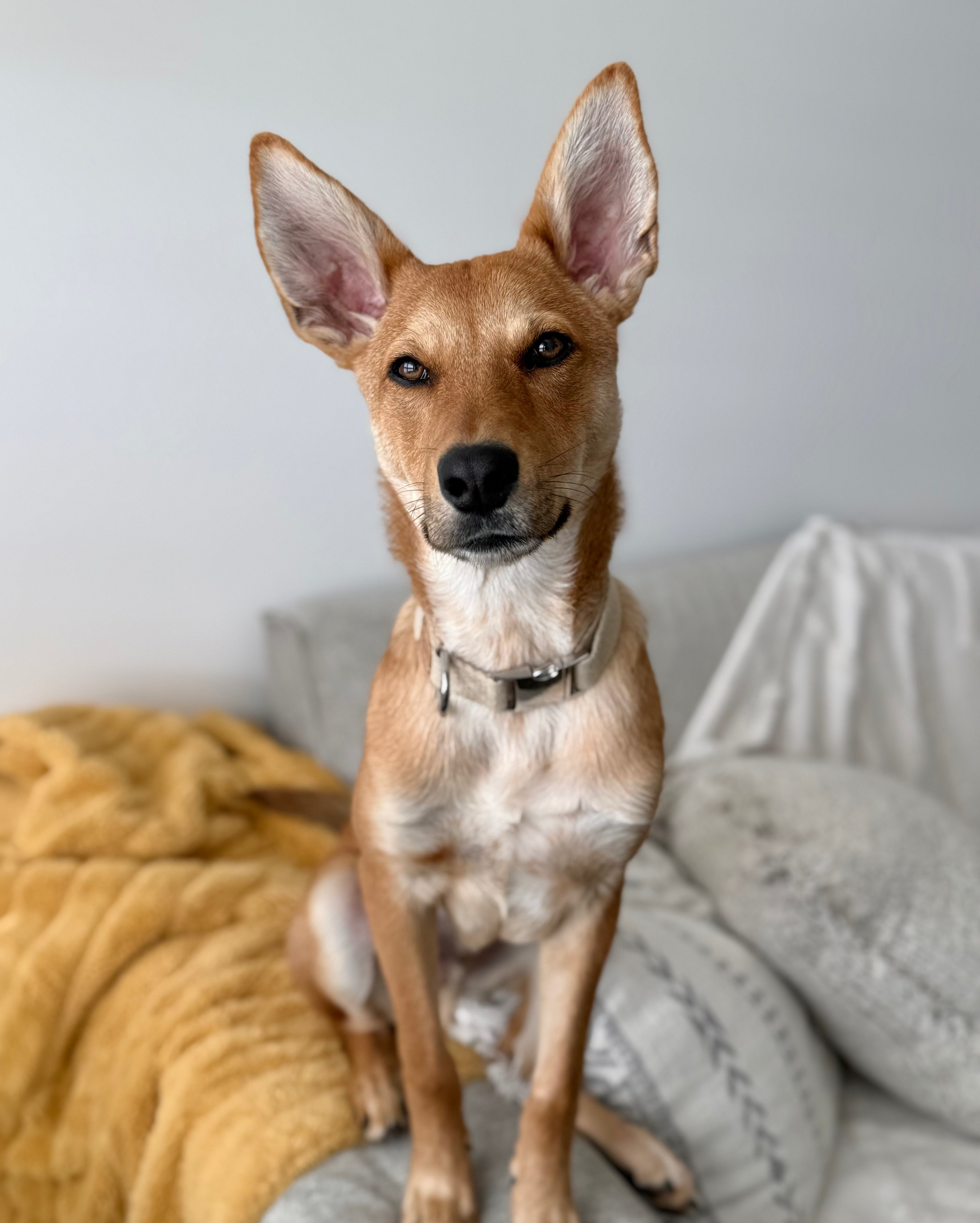 Dog sitting on a couch with a neutral background