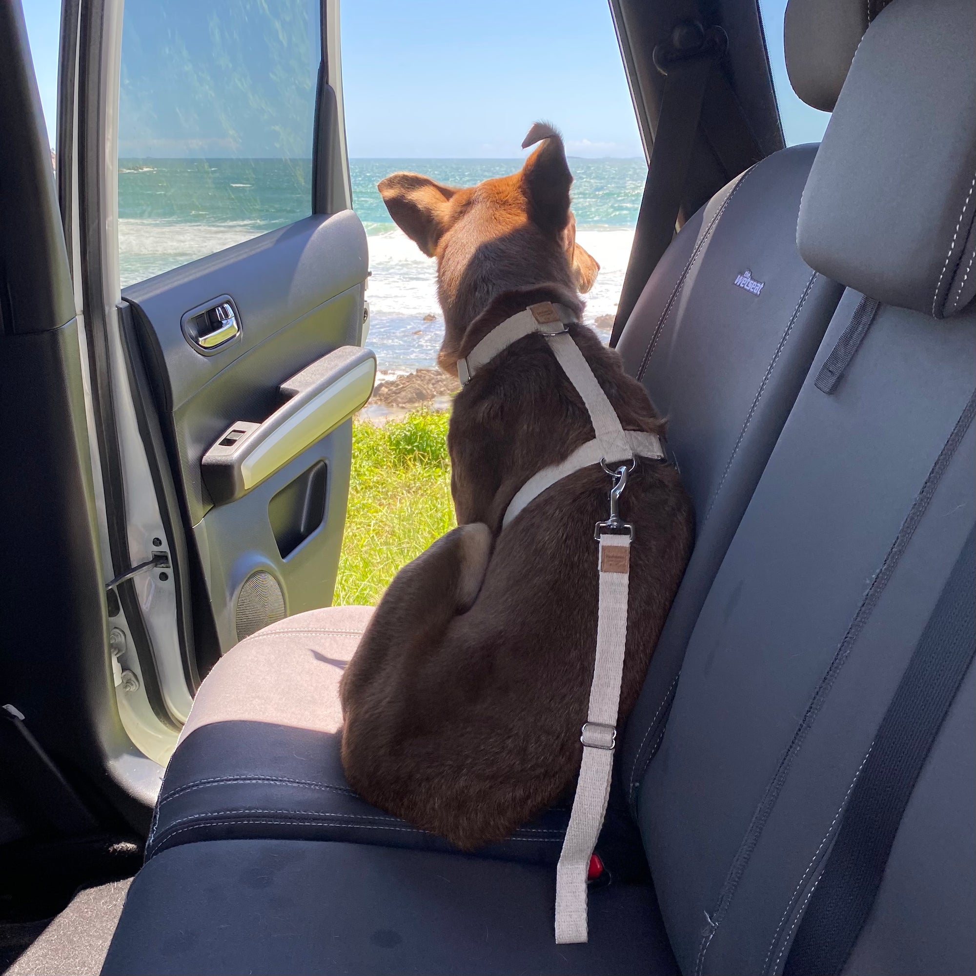 DURABLE Hemp Dog Seatbelt ~ Silver - Bohemi
