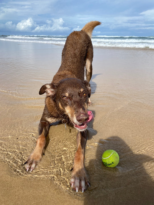 dog with tongue out on the sand at the beach shore line with a tennis ball