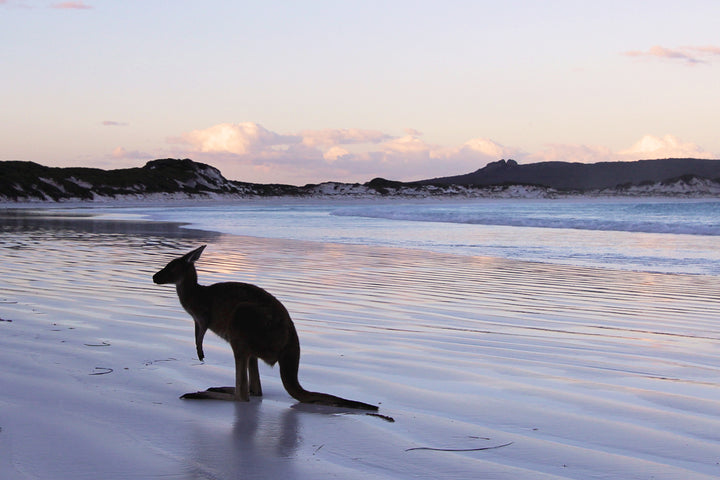 silhouette of a small kangaroo on the beach sitting on sand near the water at sunset with a pink purple hue. small mountain with sand in the background and a few clouds near the skyline.