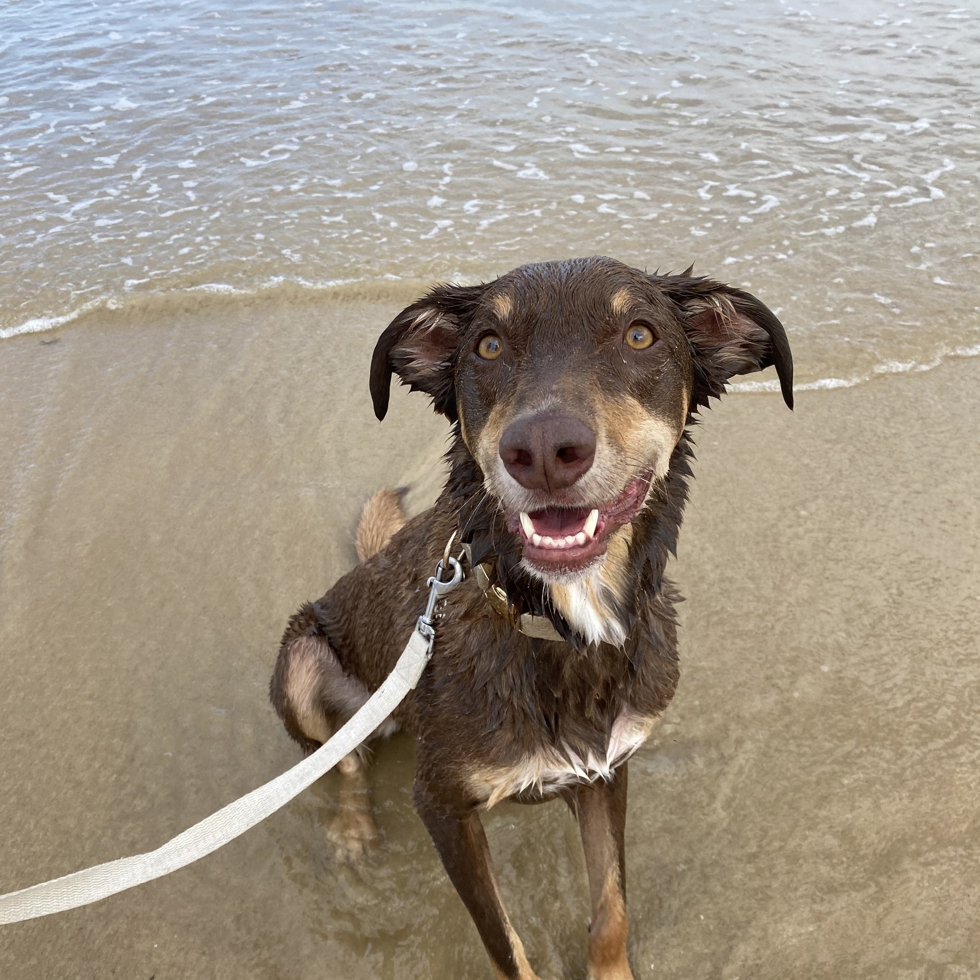 Marlow, Bohemi kelpie dog looking happy sitting on wet sand close to the waters edge.