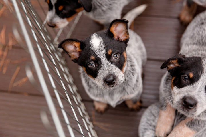 cute cattle dog puppy with speckled grey fur, a black and tan patched face and little ears. Three other sibling puppies can be be seen around the edges. Wire barrier and wooden floorboards.