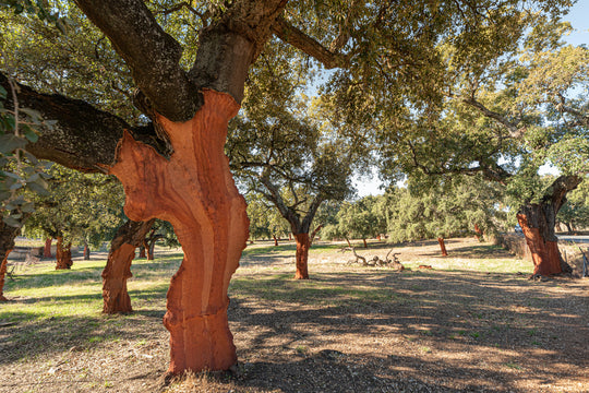cork oak tree with bottom trunk bark free after being harvested