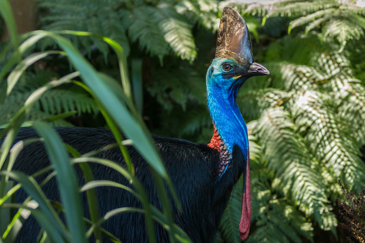 cassowarie bird with bright blue neck and shiny black feathers in nature amongst ferns and rainforest plants