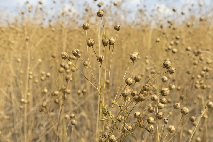 close up of golden flax plant in a field of flax plants