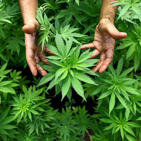 gardener hands with dirt holding a hemp plants surrounded by hemp plant