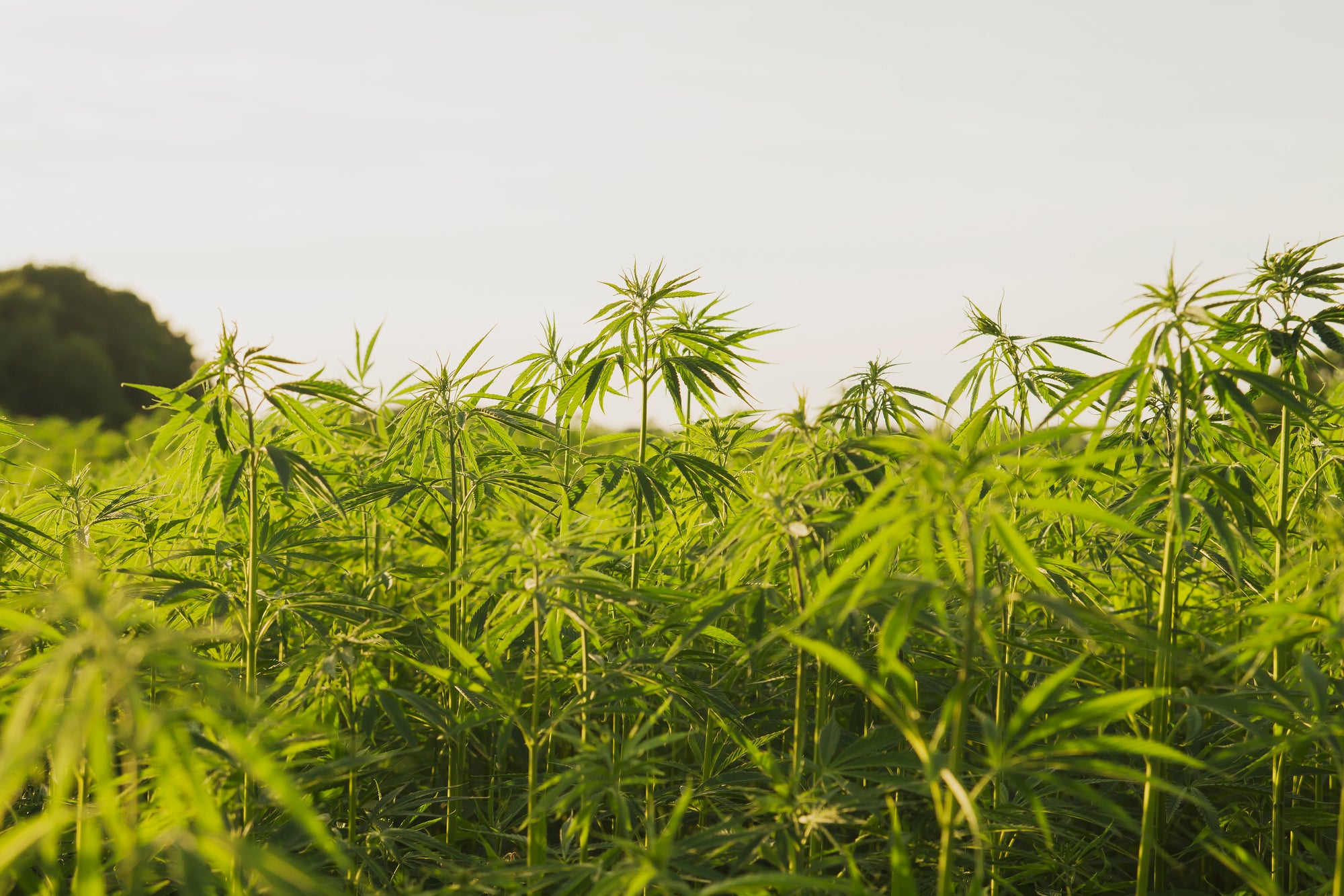 top of an industrial hemp plantation with a clear sky in the background