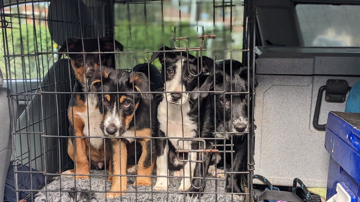five working dog puppies in a crate in the boot of a car looking sad and confused 