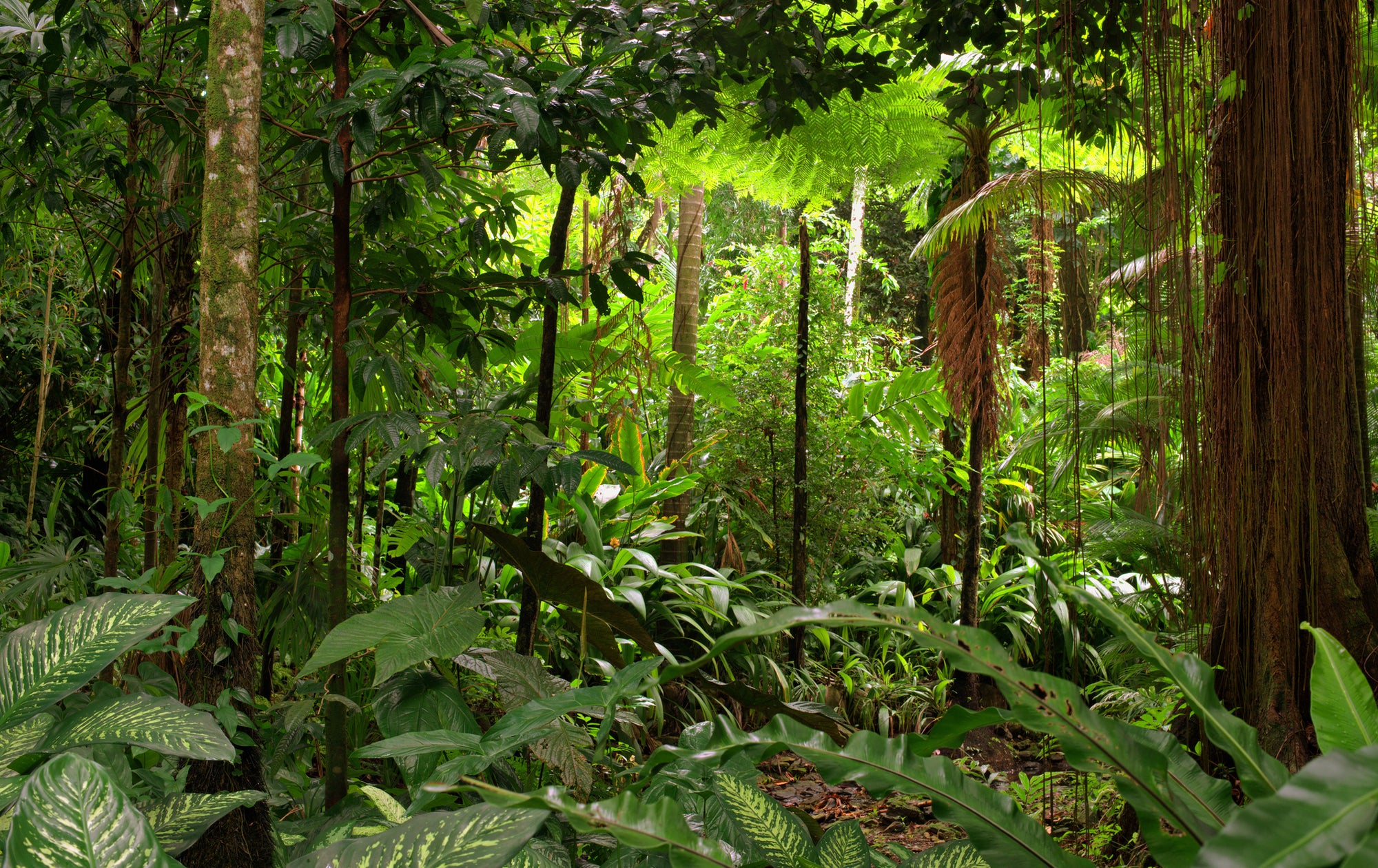 rainforest scene with tall ancient trees luscious green leaves and tropical plants covering the floor and canopy
