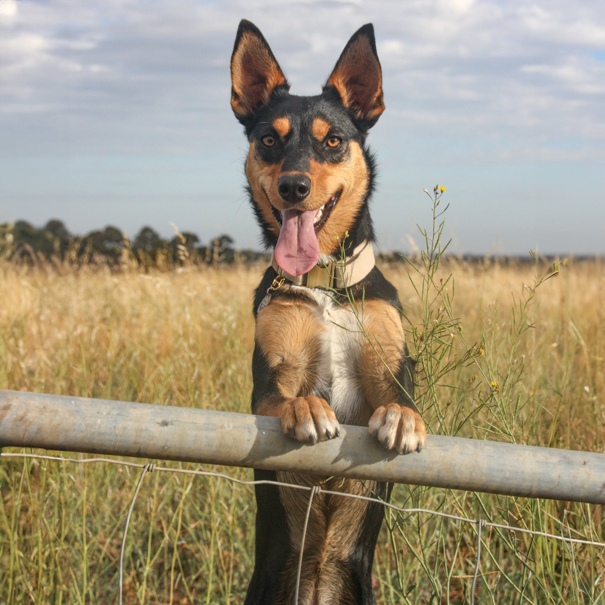Red Kelpie Puppy Do Kelpies Shed Australian Kelpie Personality