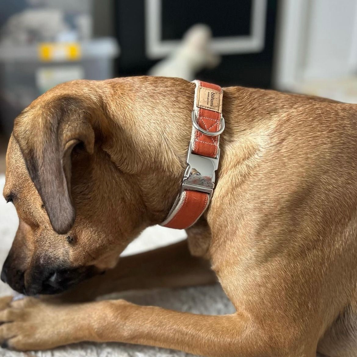Hemp & Organic Cotton Dog Collar ~ Burnt Orange - Bohemi