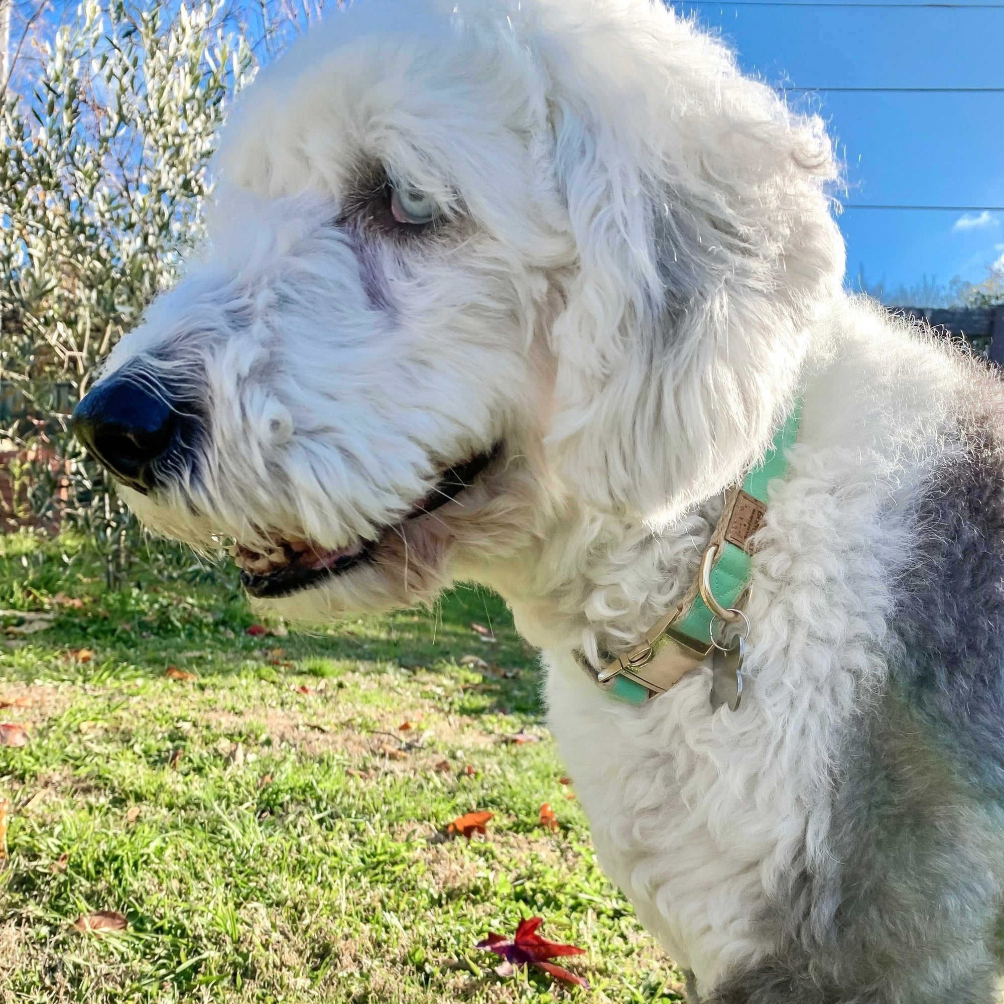 Hemp & Organic Cotton Dog Collar ~ Mint - Bohemi