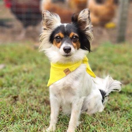 Bohemi Linen Dog Bandana Lemon